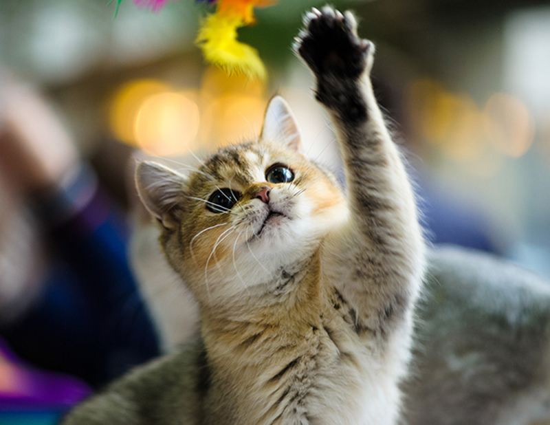 Contato Clínica Veterinária em Curitiba