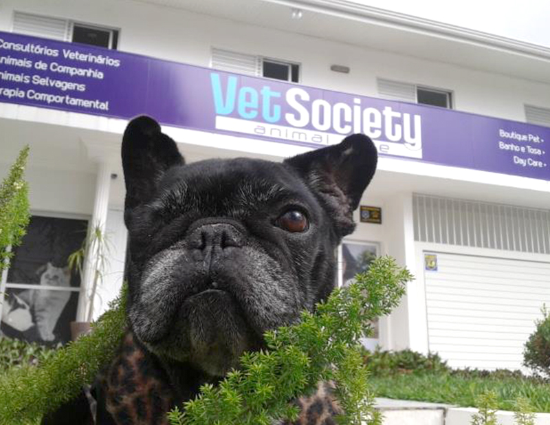 Veterinário em Curitiba 1