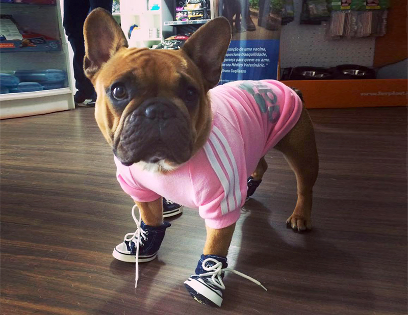 petshop em curitiba02 800x618